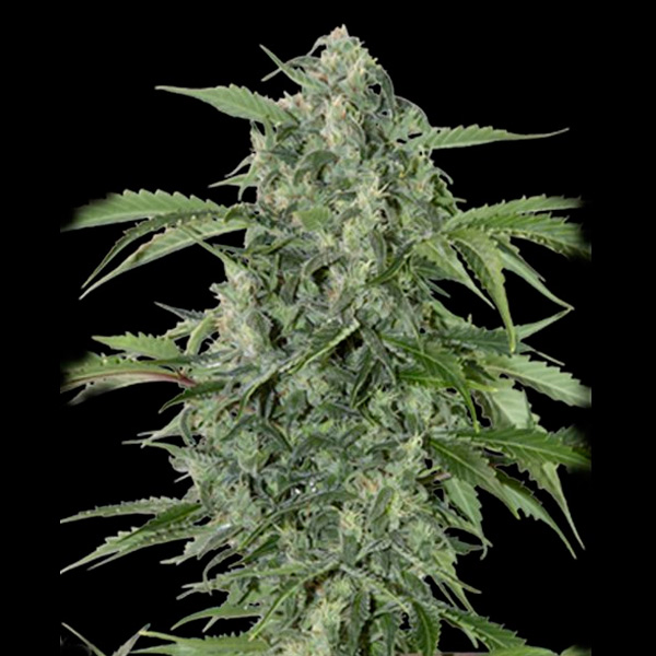 semilla feminizada Auto Maxi Haze de Grassomatic para cultivo automático