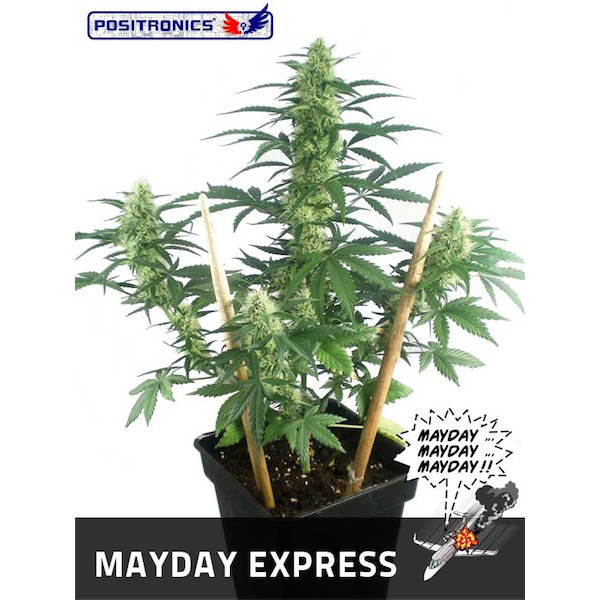 Semilla feminizada Auto Mayday Express de Positronics Seeds para cultivo automático