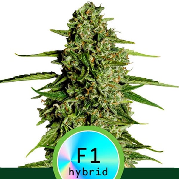 Semilla feminizada Auto Medusa F1 de Royal Queen para cultivo automático