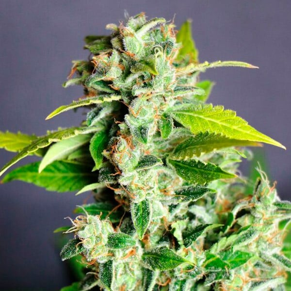 Semilla feminizada Auto-Mikromachine de Kannabia Seeds para cultivo automático