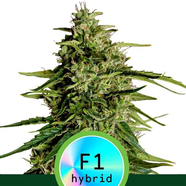 planta Auto Milky Way F1 autofloreciente Royal Queen