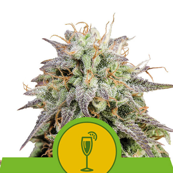 Planta Auto-Mimosa en maceta, variedad feminizada