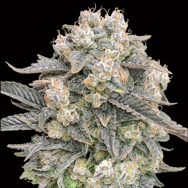 Semillas feminizadas Auto Mimosa 3 unidades para cultivo