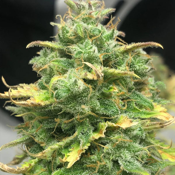 semilla autofloreciente Auto Mimosa Cake de Pure Instinto