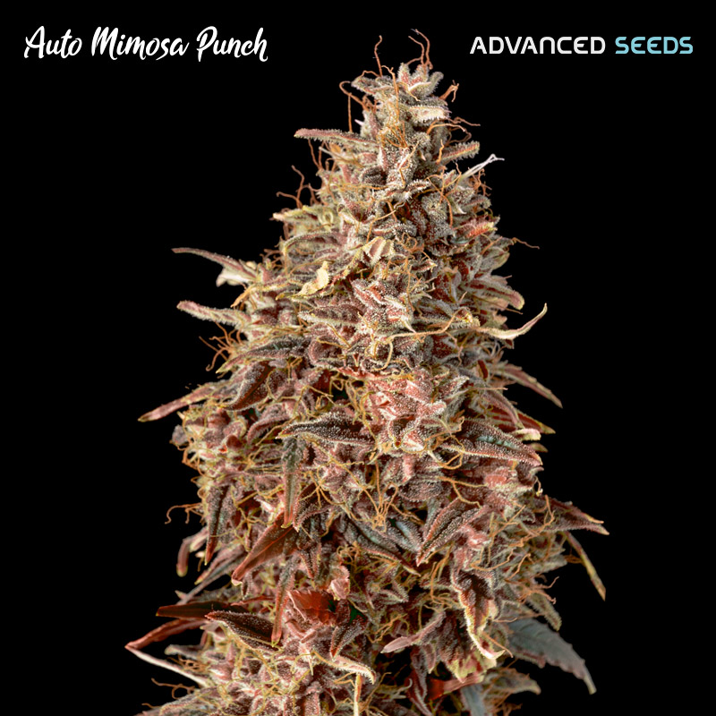 Semilla feminizada Auto Mimosa Punch de Advanced Seeds para cultivo automático