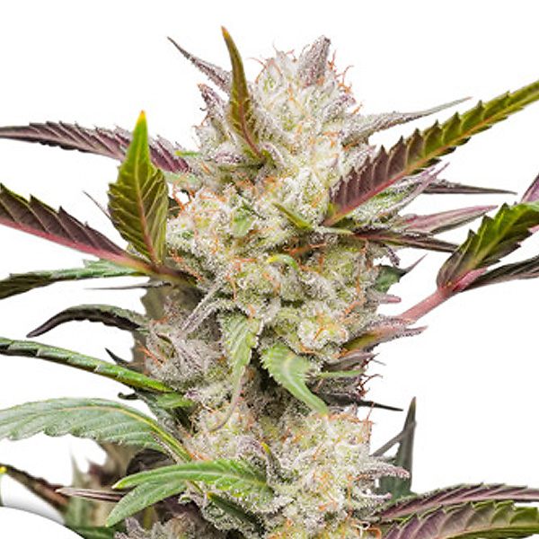 Semilla feminizada Auto Mimosa Punch de Dutch Passion para cultivo automático