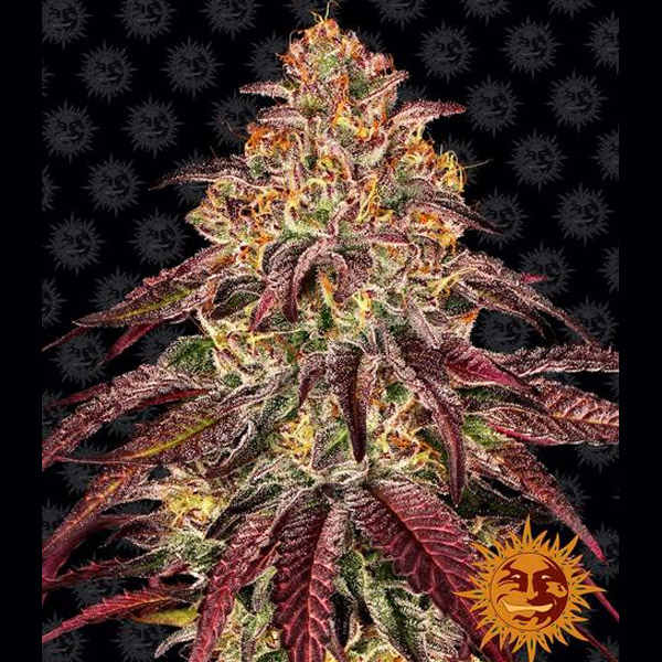 Semilla feminizada Auto-Mimosa x Orange Punch para cultivo en interior y exterior