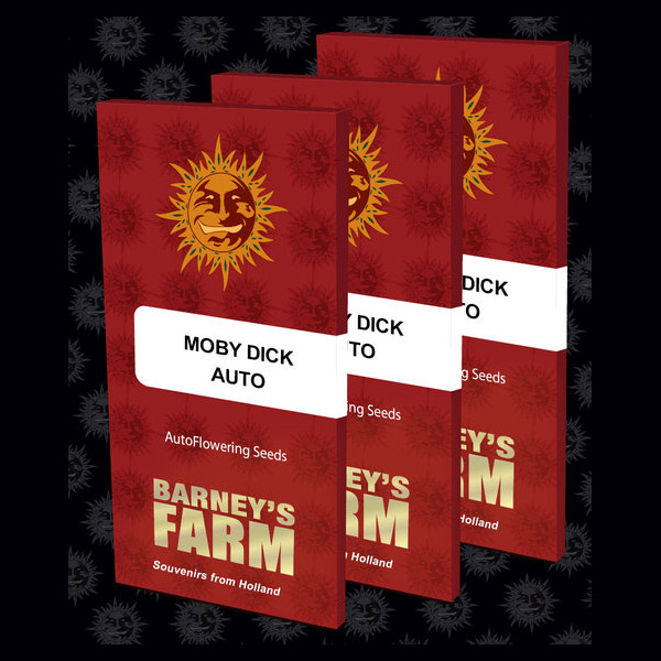 Semilla feminizada Auto Moby Dick de Barneys para cultivo automático