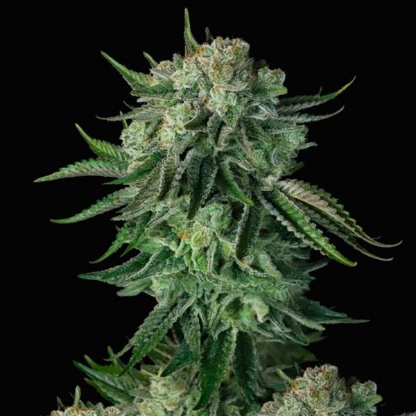 Planta Auto Moby Dick en crecimiento para cultivo doméstico
