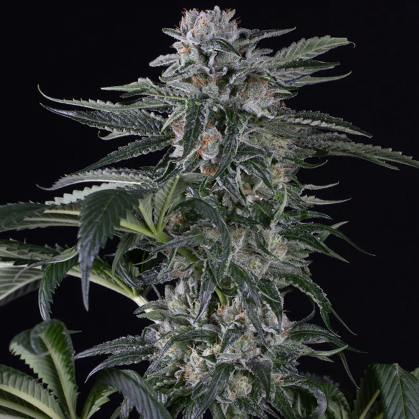 semillas autoflorecientes Auto Moby Dick 3 unidades Silent Seeds