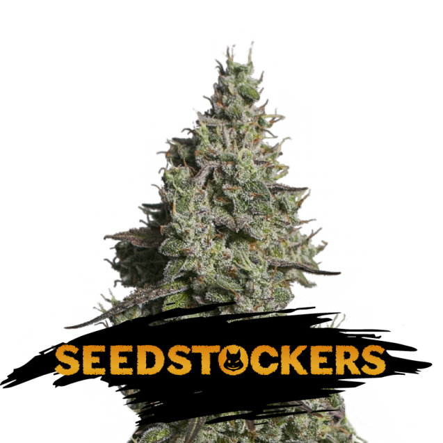 semilla feminizada Auto Moby Dick de Seedstockers para cultivo