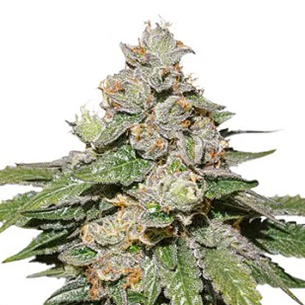 planta Auto-Mokums Tulip 1 unidad feminizada Dutch Passion