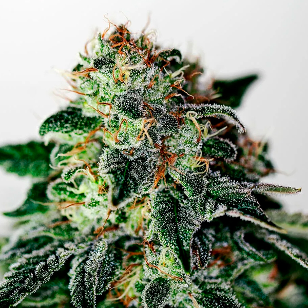 Planta Auto Mystic Cookie 1 unidad feminizada de Positronics Seeds