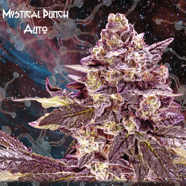 Semilla feminizada Auto Mystical Punch de Nemeseeds para cultivo automático