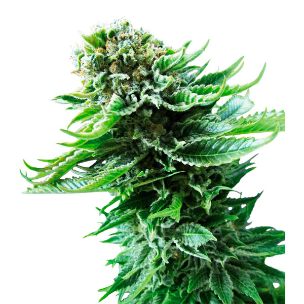 Planta Auto NL-1 feminizada de Sensi Seeds para cultivo automático