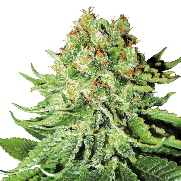 Planta autofloreciente Auto NL 3 White Label en crecimiento