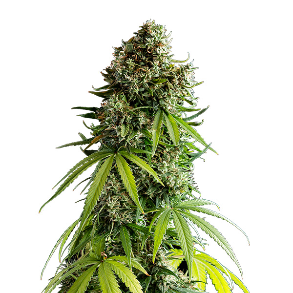 Planta Auto NYC Sour D-1 autofloreciente de Royal Queen y Tyson para cultivo