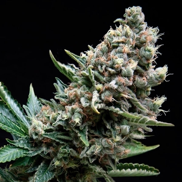 Blíster con 12 semillas feminizadas Auto-Nefertiti de Pyramid Seeds para cultivo automático