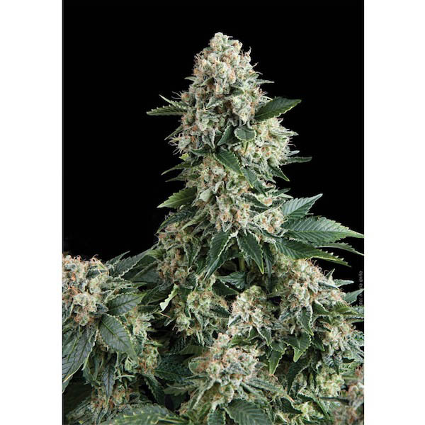 Blíster con 12 semillas feminizadas Auto New York City de Pyramid Seeds