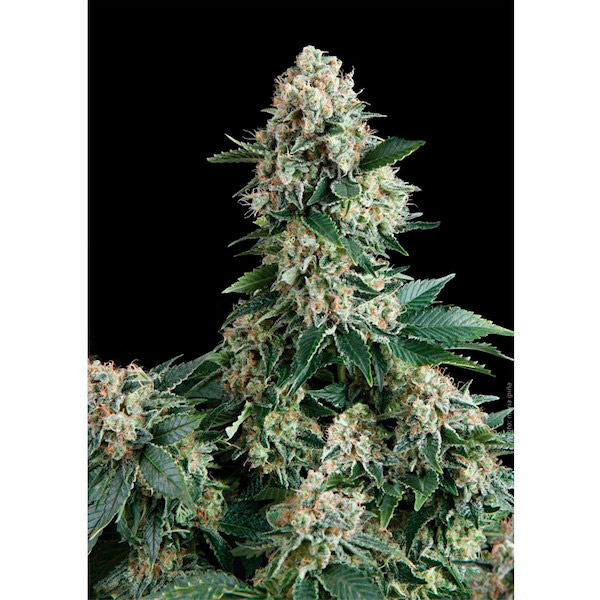 Semillas feminizadas Auto New York City de Pyramid Seeds para cultivo automático