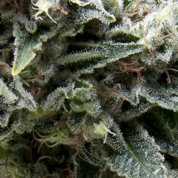 semillas feminizadas Auto New York City CBD de Pyramid Seeds para cultivo automático