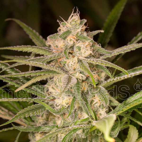 Planta Auto No Name 3 feminizada de Medical Seeds en cultivo interior