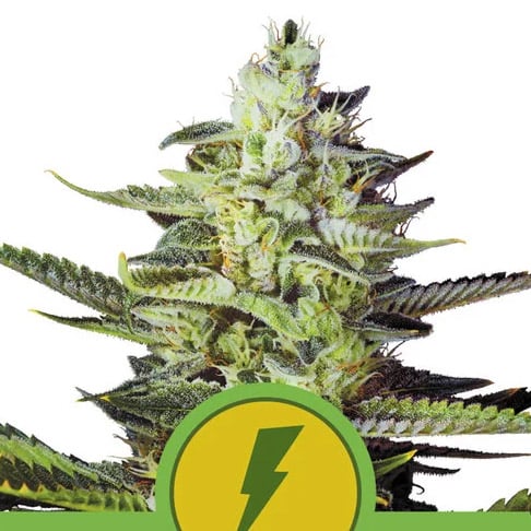 Planta Auto North Thunderfuck 1 unidad feminizada Royal Queen