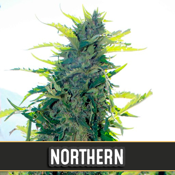 semillas autoflorecientes Auto Northern Blimburn Seeds