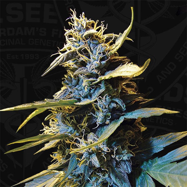 Dos semillas feminizadas Auto Northern Hog de TH Seeds para cultivo automático