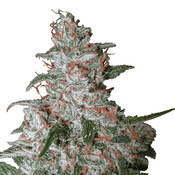 semillas feminizadas Auto Northern Light de Nirvana para cultivo automático