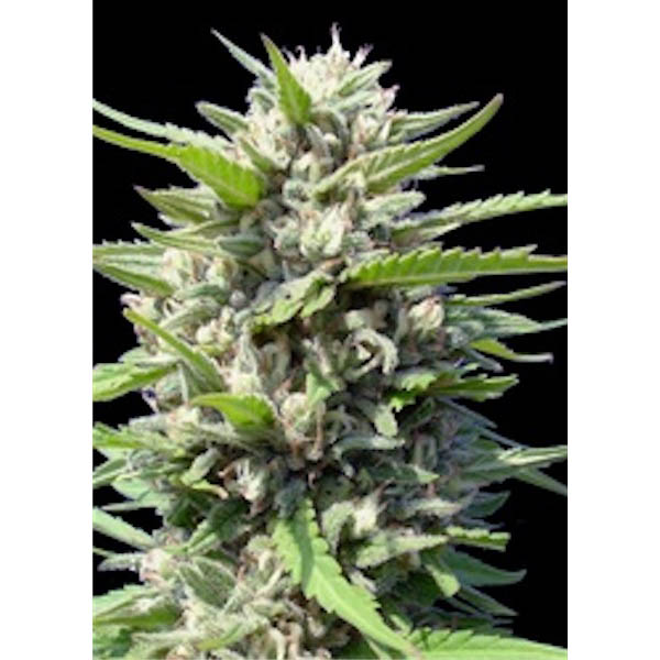 Semillas feminizadas Auto Northern Light de Genehtik para cultivo automático