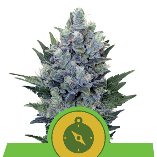 Planta Auto Northern Light 5 unidades feminizadas Royal Queen para cultivo