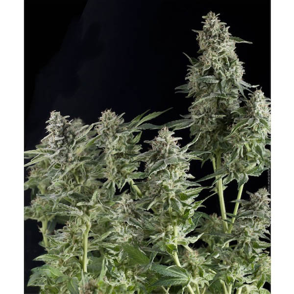 Auto Northern Lights Pyramid Seeds