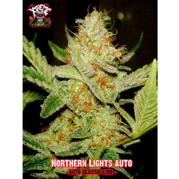 Planta Auto Northern Lights 1 feminizada de Xtreme Seeds en crecimiento