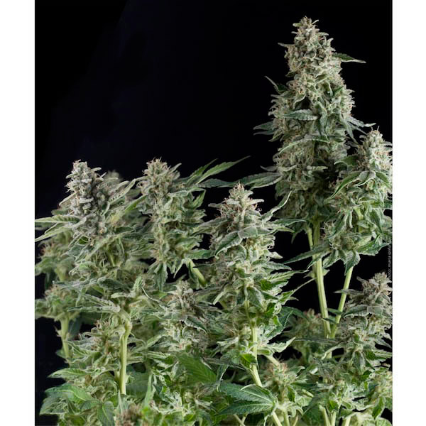 Planta Auto Northern Lights 3 unidades feminizadas de Pyramid Seeds para cultivo
