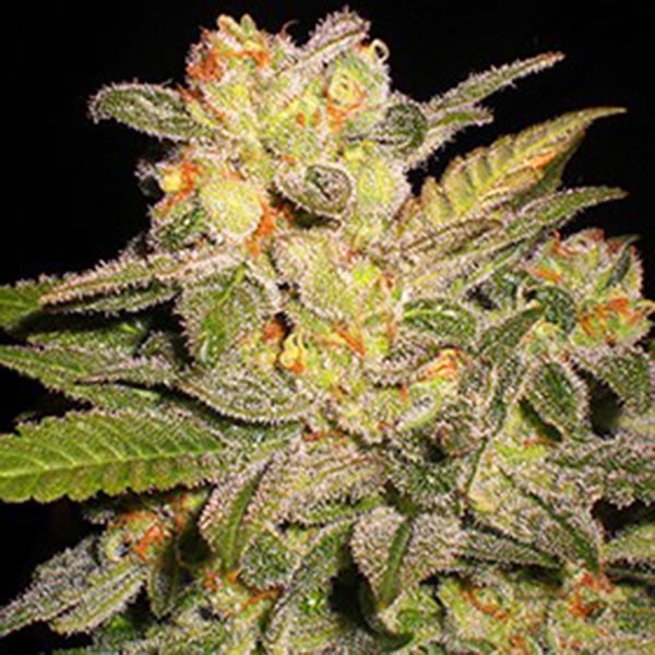 Semillas autoflorecientes Auto Northern Lights de G13 Labs