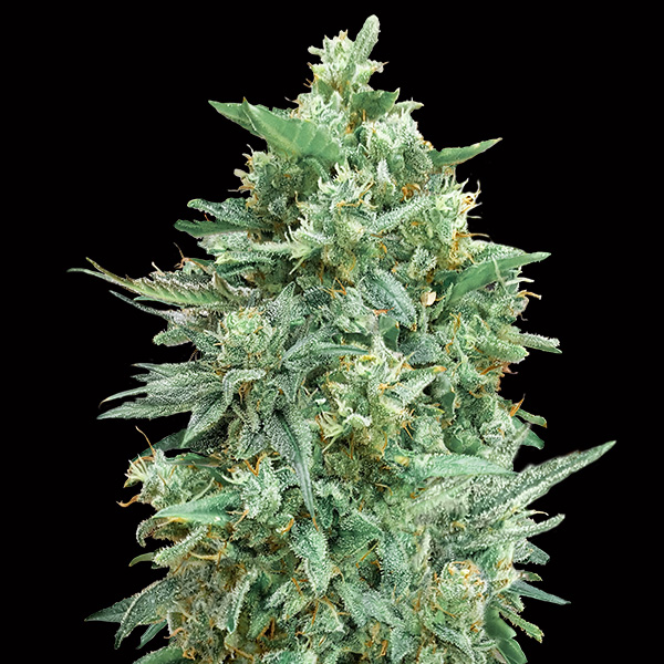 semillas feminizadas Auto Northern Lights XXL para cultivo automático