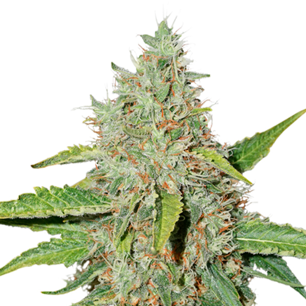 Semilla autofloreciente Northern Lights de Seedstockers