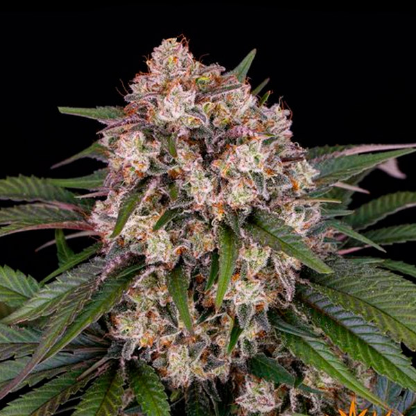 Planta Auto OG Kush autofloreciente Barneys