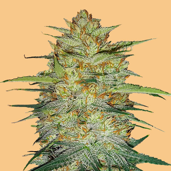 Planta Auto OG Kush en maceta, semilla feminizada de FastBuds Seeds