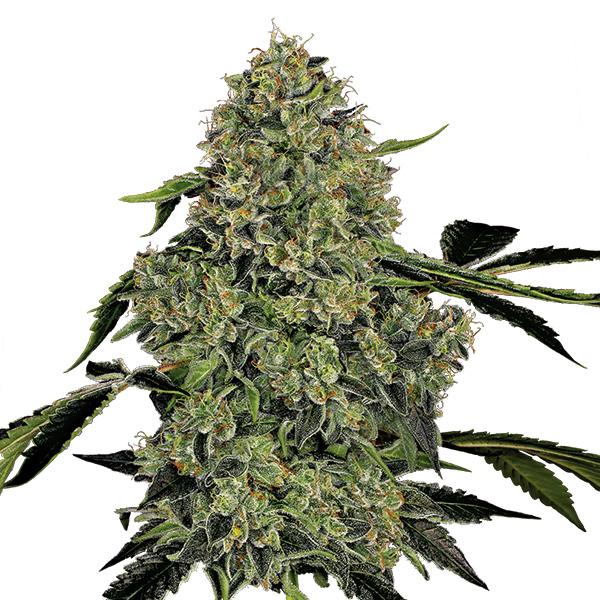 Planta de cannabis Auto OG Kush en maceta, variedad feminizada de White Label