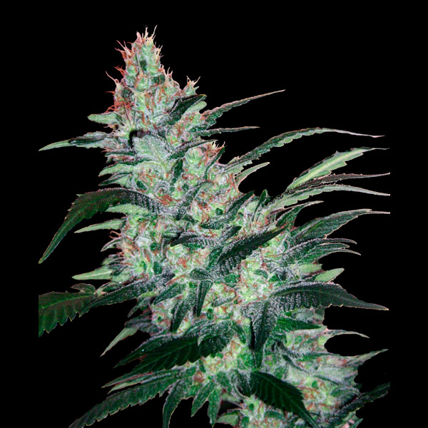 semillas autoflorecientes Auto OG Kush Express de Xtreme Seeds
