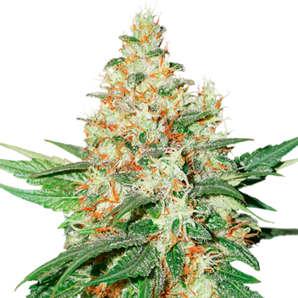semilla autofloreciente Auto OG Kush feminizada de Seedstockers