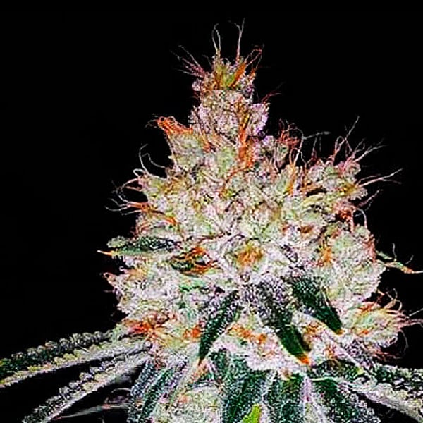 Planta Auto OGesus 1 unidad feminizada de Expert Seeds para cultivo