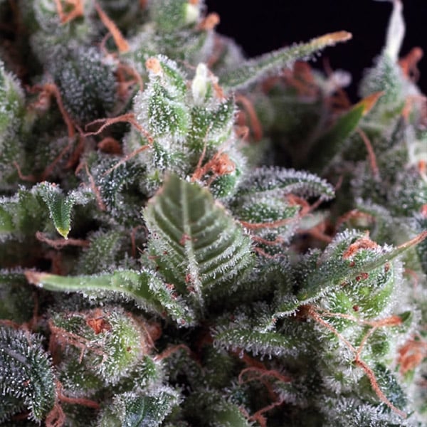 Blíster de 12 unidades de semillas feminizadas Auto Olympia de Pyramid Seeds para cultivo