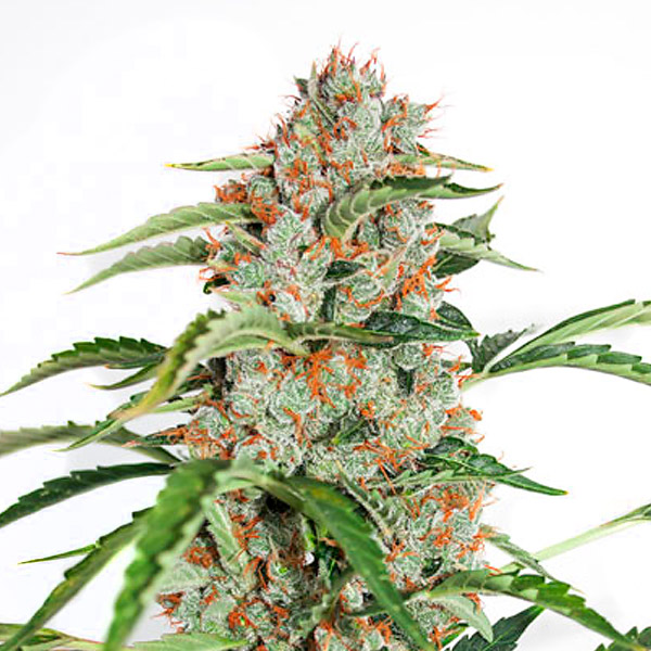 Planta Auto Orange Bud en maceta, semillas feminizadas Dutch Passion