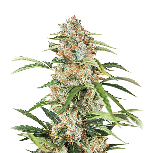 semillas feminizadas Auto Orange Bud de Nirvana para cultivo automático