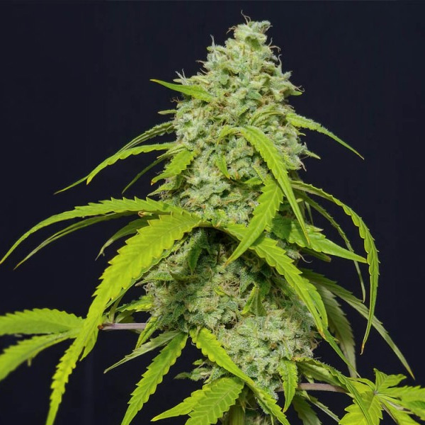 semillas autoflorecientes Auto Orange Kush de Eva Seeds para cultivo de cannabis
