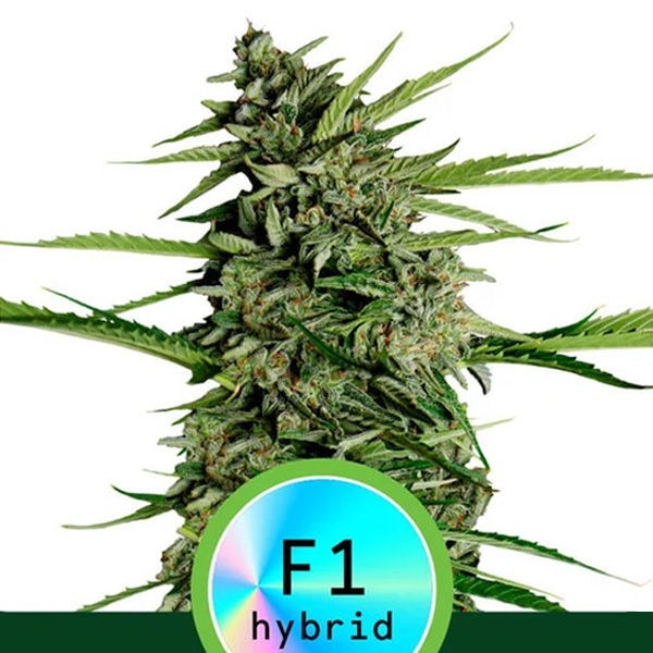 Auto-Orion-F1-1-u-fem-Royal-Queen