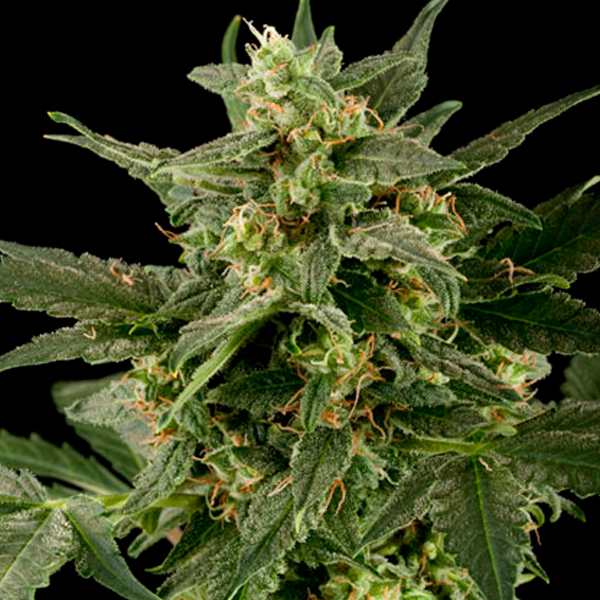 semillas autoflorecientes Auto Pineapple Gum de Blackskull